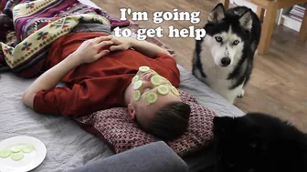 I Shocked My Husky Dogs! Funny Puppy Resolved The Situation