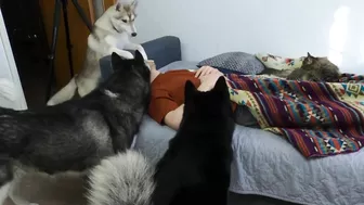 I Shocked My Husky Dogs! Funny Puppy Resolved The Situation