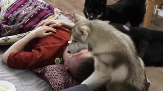 I Shocked My Husky Dogs! Funny Puppy Resolved The Situation