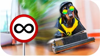 No limits! Cute & funny dachshund dog video!