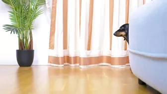 No limits! Cute & funny dachshund dog video!