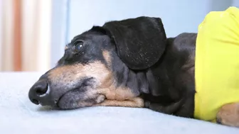 No limits! Cute & funny dachshund dog video!