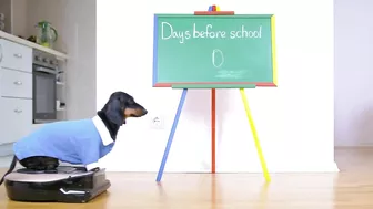 No limits! Cute & funny dachshund dog video!