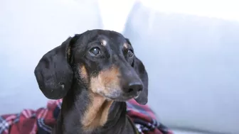 No limits! Cute & funny dachshund dog video!