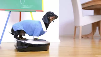 No limits! Cute & funny dachshund dog video!