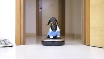 No limits! Cute & funny dachshund dog video!