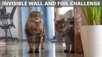 Invisible wall and foil CHALLENGE with Roy and Moss | Norwegian Forest Cat