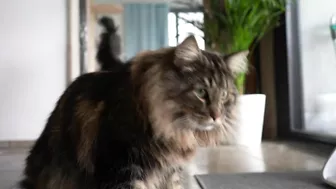 Invisible wall and foil CHALLENGE with Roy and Moss | Norwegian Forest Cat