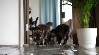 Invisible wall and foil CHALLENGE with Roy and Moss | Norwegian Forest Cat