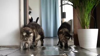 Invisible wall and foil CHALLENGE with Roy and Moss | Norwegian Forest Cat