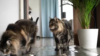 Invisible wall and foil CHALLENGE with Roy and Moss | Norwegian Forest Cat