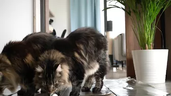 Invisible wall and foil CHALLENGE with Roy and Moss | Norwegian Forest Cat