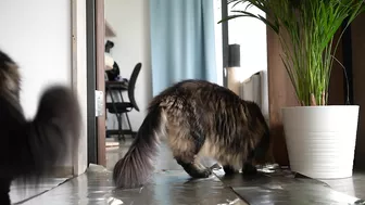 Invisible wall and foil CHALLENGE with Roy and Moss | Norwegian Forest Cat