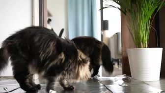 Invisible wall and foil CHALLENGE with Roy and Moss | Norwegian Forest Cat