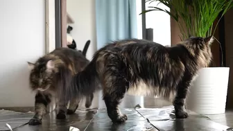 Invisible wall and foil CHALLENGE with Roy and Moss | Norwegian Forest Cat