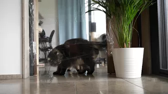 Invisible wall and foil CHALLENGE with Roy and Moss | Norwegian Forest Cat