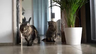 Invisible wall and foil CHALLENGE with Roy and Moss | Norwegian Forest Cat