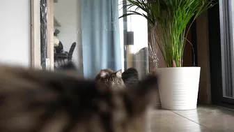 Invisible wall and foil CHALLENGE with Roy and Moss | Norwegian Forest Cat