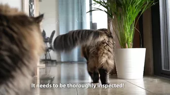 Invisible wall and foil CHALLENGE with Roy and Moss | Norwegian Forest Cat