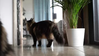 Invisible wall and foil CHALLENGE with Roy and Moss | Norwegian Forest Cat