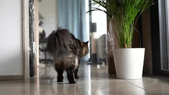 Invisible wall and foil CHALLENGE with Roy and Moss | Norwegian Forest Cat