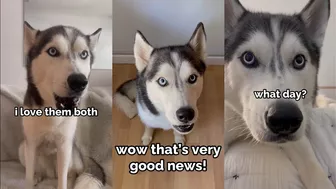 Husky says THE NICEST things to people!! CUTE COMPILATION PT 2!!