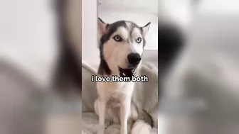 Husky says THE NICEST things to people!! CUTE COMPILATION PT 2!!