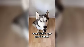 Husky says THE NICEST things to people!! CUTE COMPILATION PT 2!!