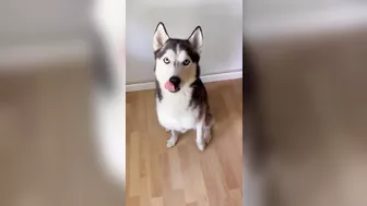 Husky says THE NICEST things to people!! CUTE COMPILATION PT 2!!