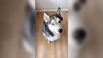 Husky says THE NICEST things to people!! CUTE COMPILATION PT 2!!