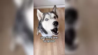 Husky says THE NICEST things to people!! CUTE COMPILATION PT 2!!