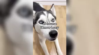 Husky says THE NICEST things to people!! CUTE COMPILATION PT 2!!