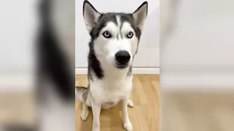 Husky says THE NICEST things to people!! CUTE COMPILATION PT 2!!