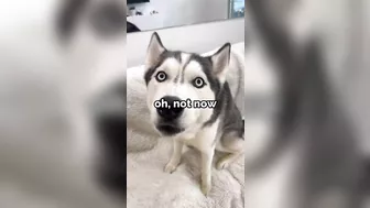 Husky says THE NICEST things to people!! CUTE COMPILATION PT 2!!