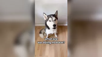 Husky says THE NICEST things to people!! CUTE COMPILATION PT 2!!