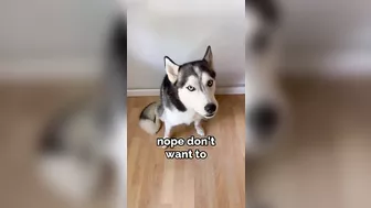 Husky says THE NICEST things to people!! CUTE COMPILATION PT 2!!