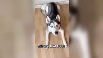 Husky says THE NICEST things to people!! CUTE COMPILATION PT 2!!