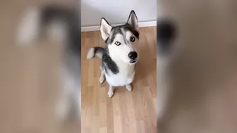 Husky says THE NICEST things to people!! CUTE COMPILATION PT 2!!