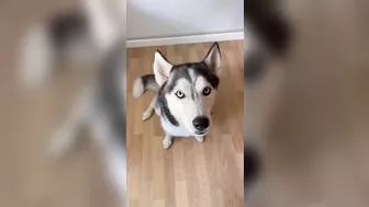 Husky says THE NICEST things to people!! CUTE COMPILATION PT 2!!