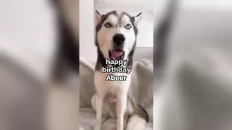 Husky says THE NICEST things to people!! CUTE COMPILATION PT 2!!