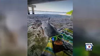 Fisherman makes shocking discovery on Florida beach