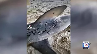 Fisherman makes shocking discovery on Florida beach