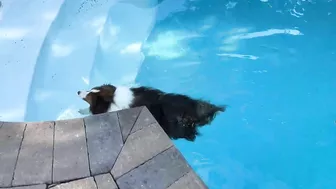 "You GOT this, Latté!" ???????????? a Biscuit Talky Compilation on Cricket "the sheltie" Chronicles e228