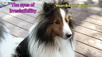 "You GOT this, Latté!" ???????????? a Biscuit Talky Compilation on Cricket "the sheltie" Chronicles e228