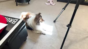 "You GOT this, Latté!" ???????????? a Biscuit Talky Compilation on Cricket "the sheltie" Chronicles e228