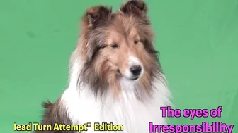 "You GOT this, Latté!" ???????????? a Biscuit Talky Compilation on Cricket "the sheltie" Chronicles e228