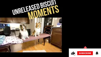 "You GOT this, Latté!" ???????????? a Biscuit Talky Compilation on Cricket "the sheltie" Chronicles e228