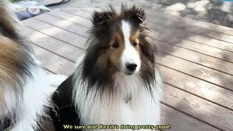 "You GOT this, Latté!" ???????????? a Biscuit Talky Compilation on Cricket "the sheltie" Chronicles e228