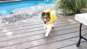 "You GOT this, Latté!" ???????????? a Biscuit Talky Compilation on Cricket "the sheltie" Chronicles e228