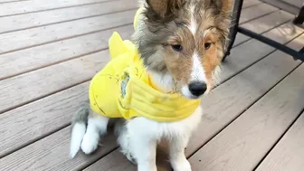 "You GOT this, Latté!" ???????????? a Biscuit Talky Compilation on Cricket "the sheltie" Chronicles e228